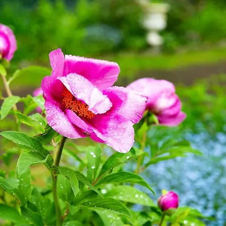 Dom Sw Elzbiety * Sokolowsko