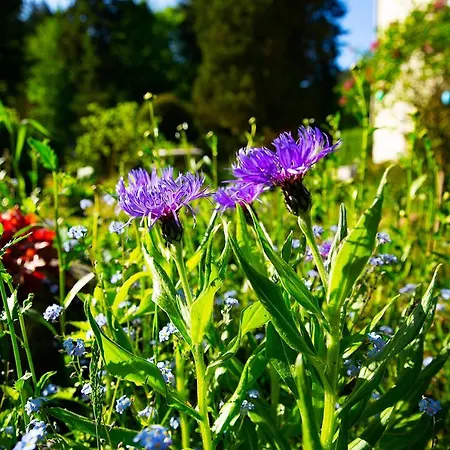 Hotel Dom Sw Elzbiety *