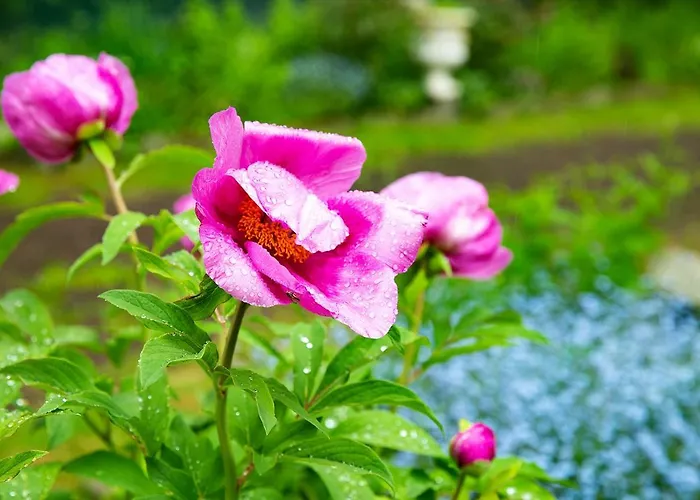 Dom Sw Elzbiety * Sokolowsko