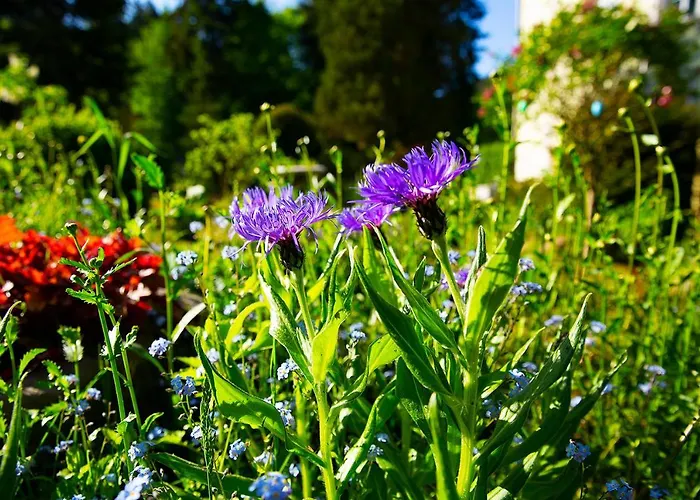 Hotel Dom Sw Elzbiety *